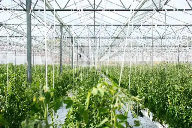 Iyris obtiene 16 millones de dólares para mejorar la agricultura en climas hostiles